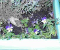 pansies